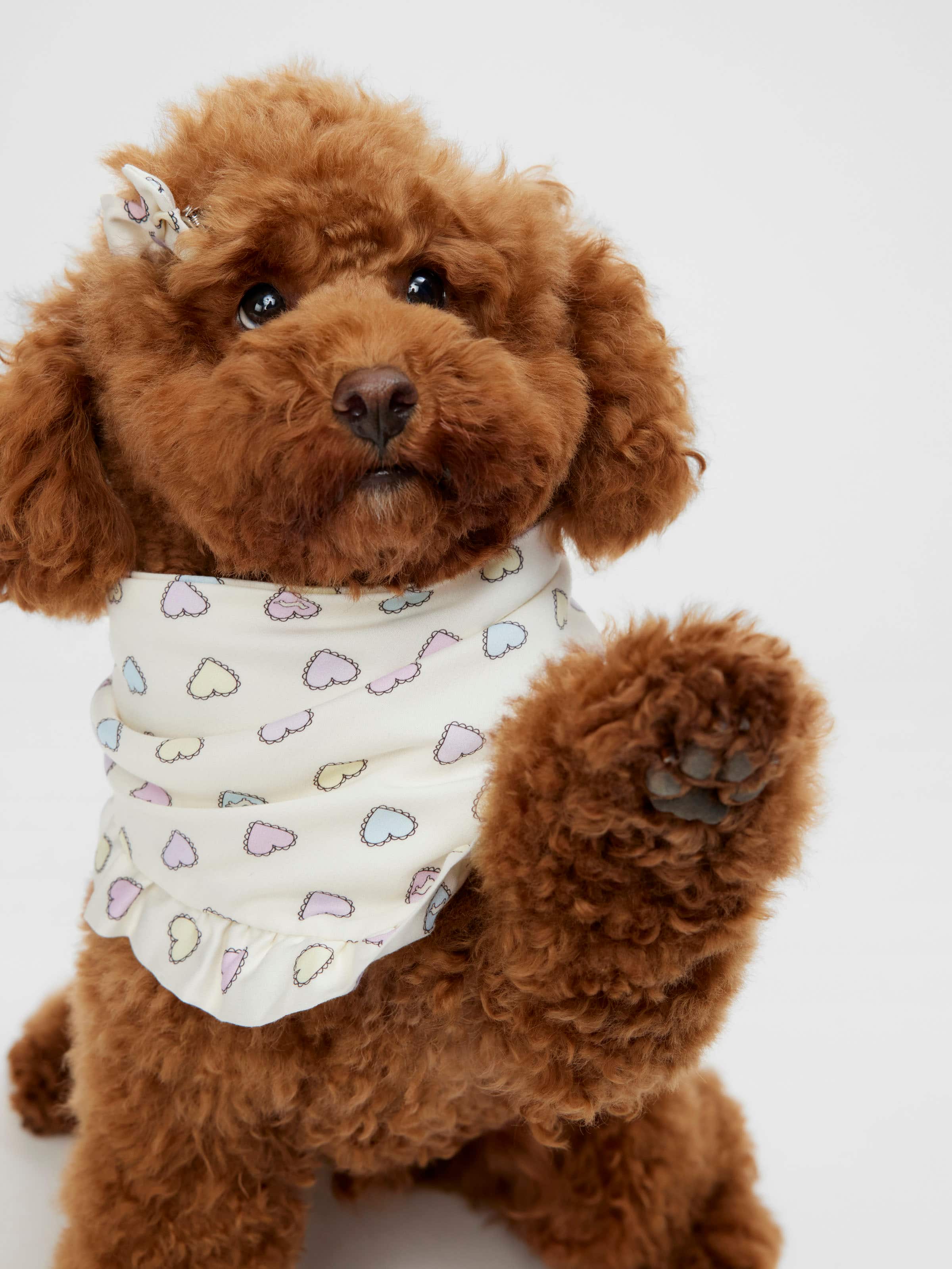 Dog Bow Bandana