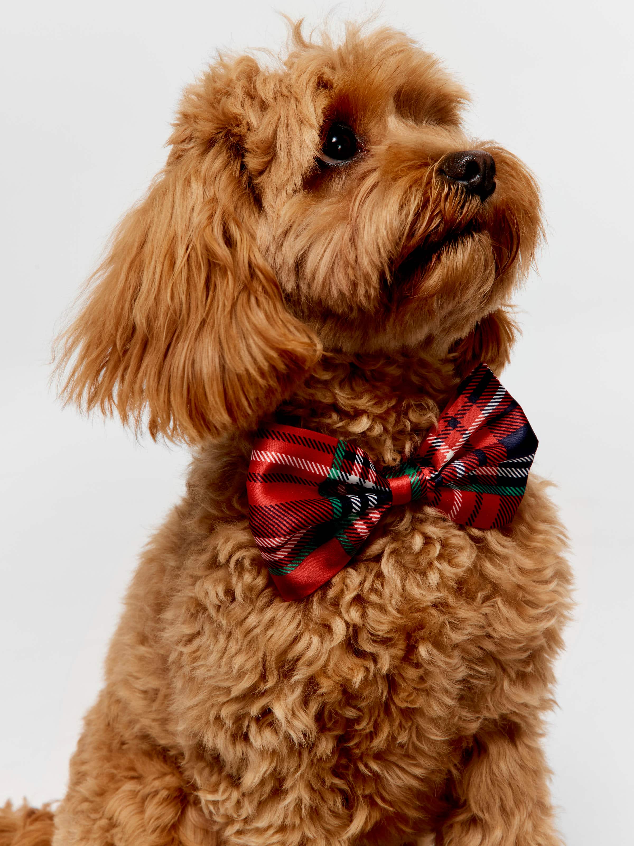 Dog Satin Bow