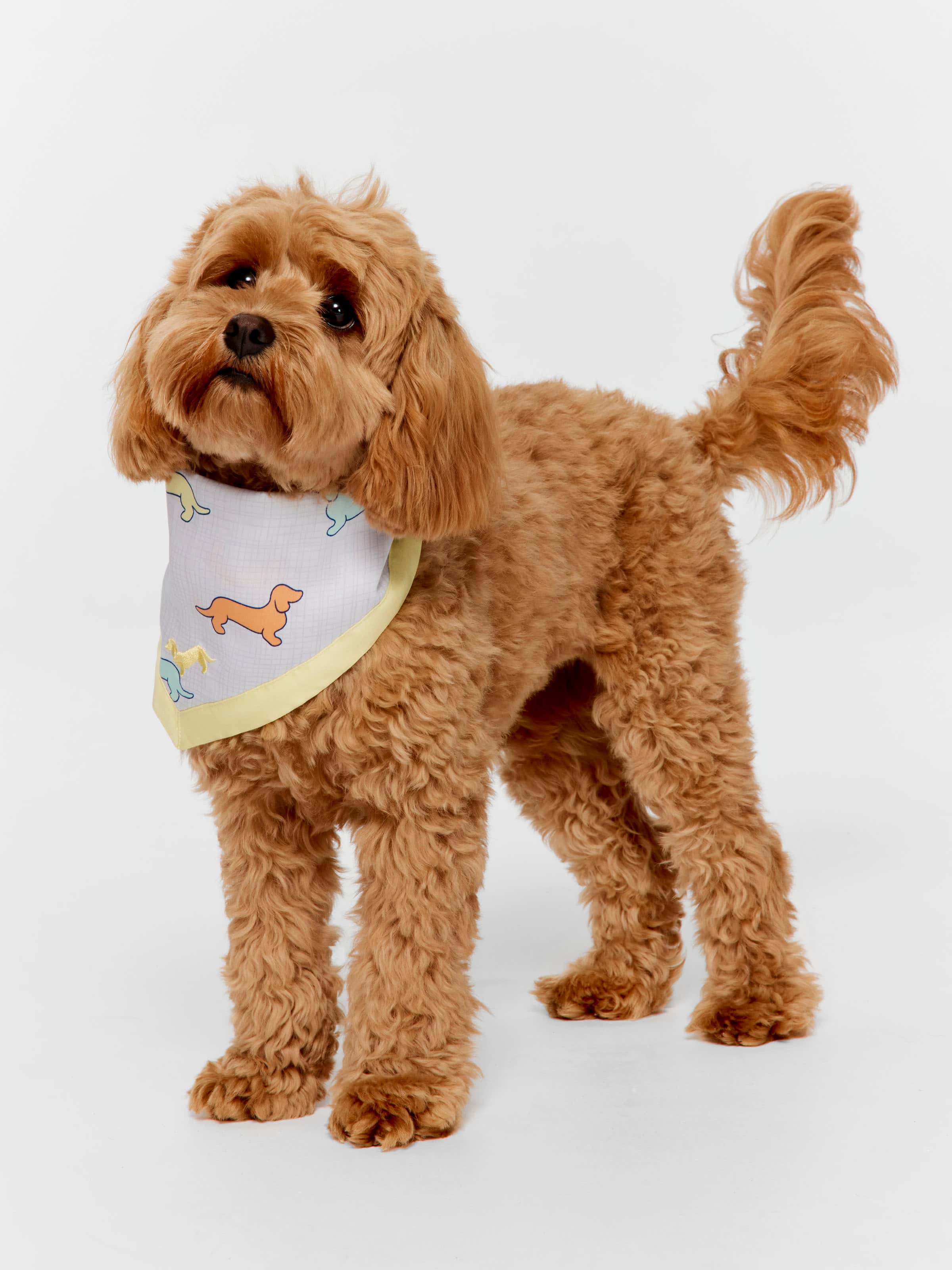Penny Dog Bandana