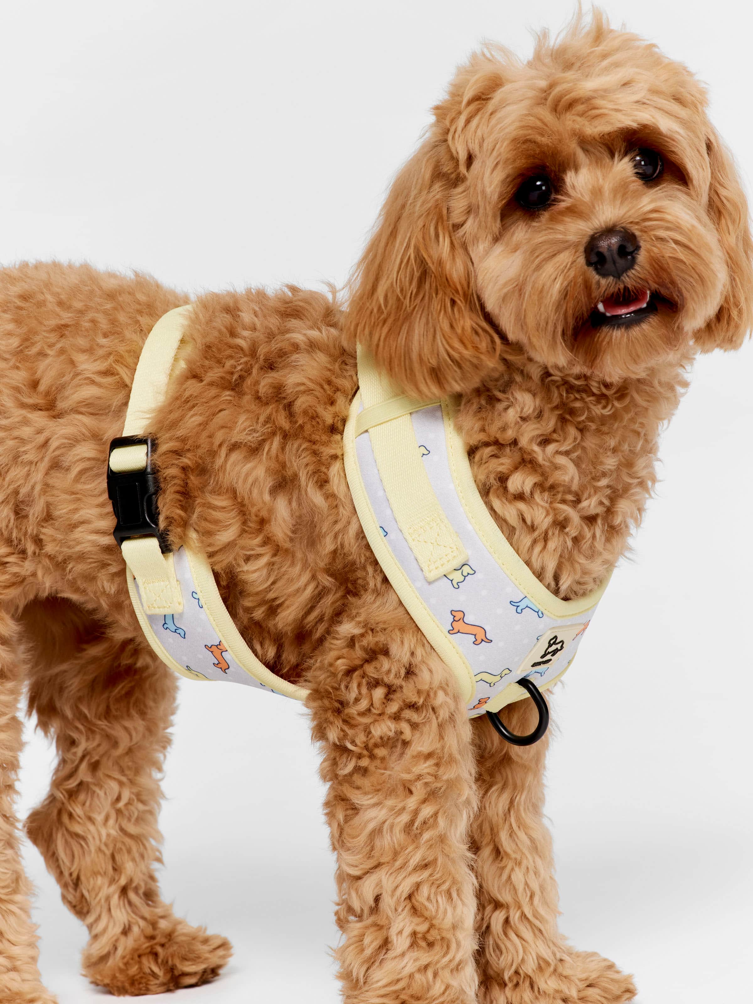 Penny Logo Dog Check Harness