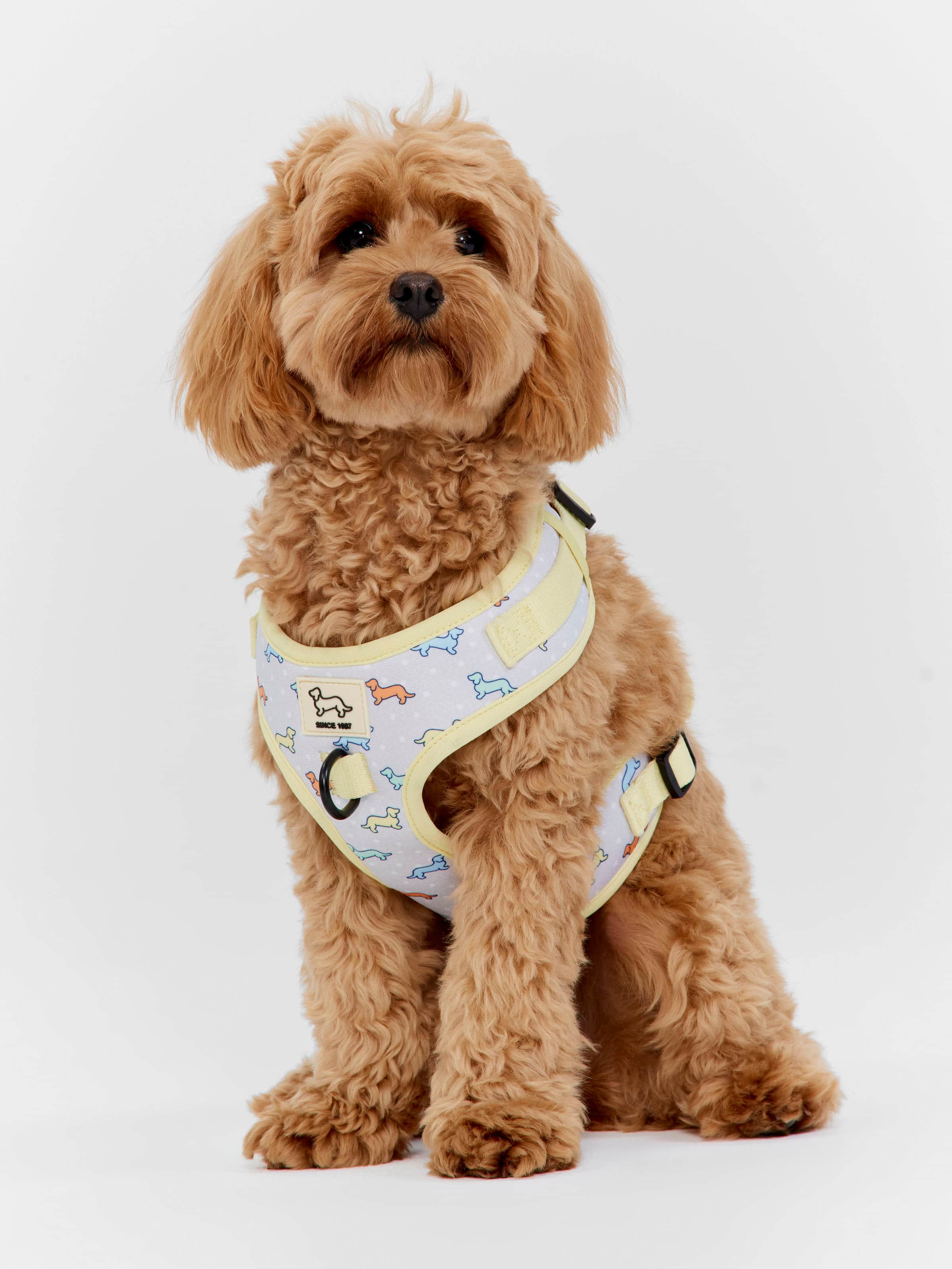 Penny Logo Dog Check Harness