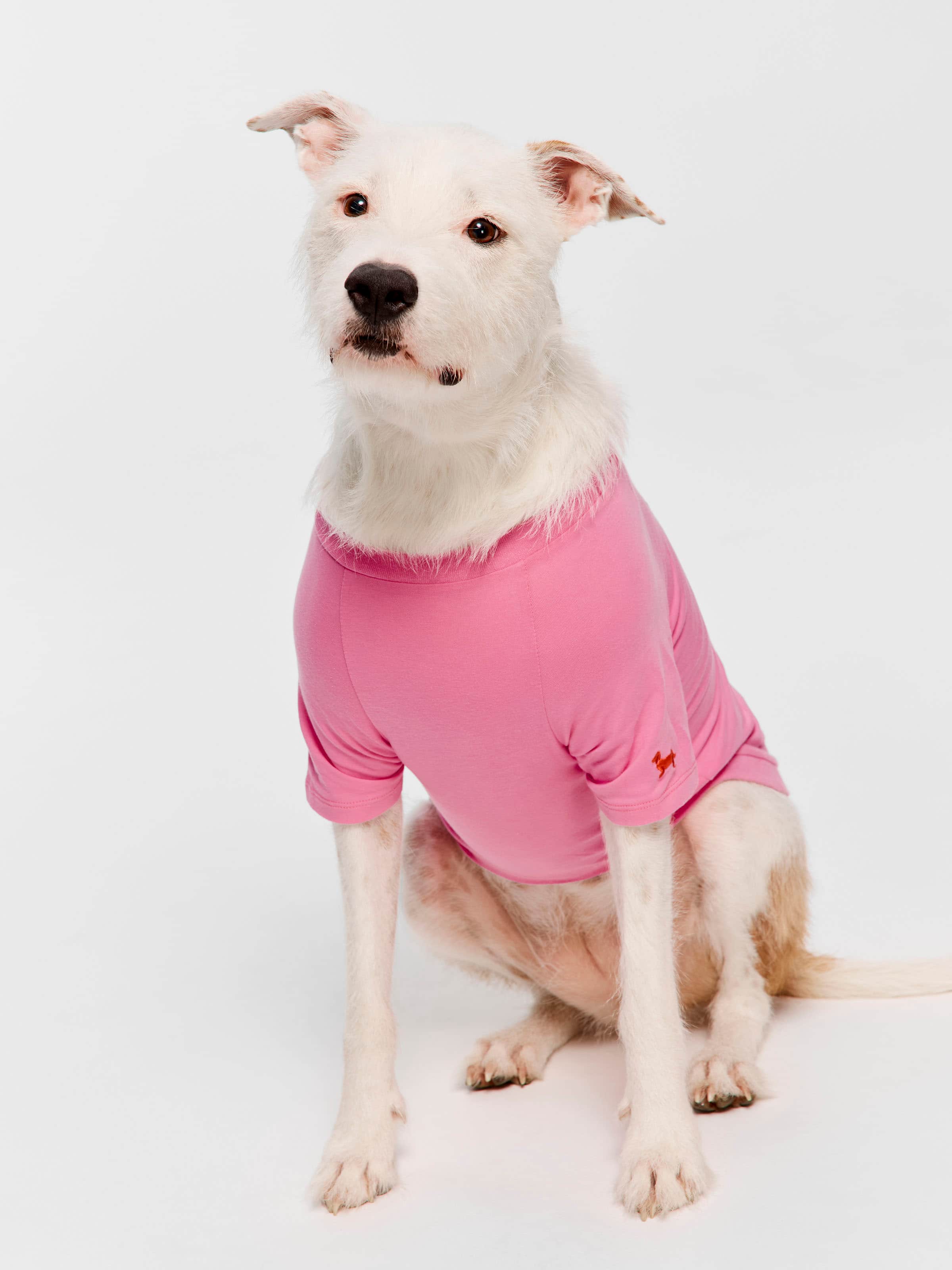Little Miss Sunshine Dog Tee