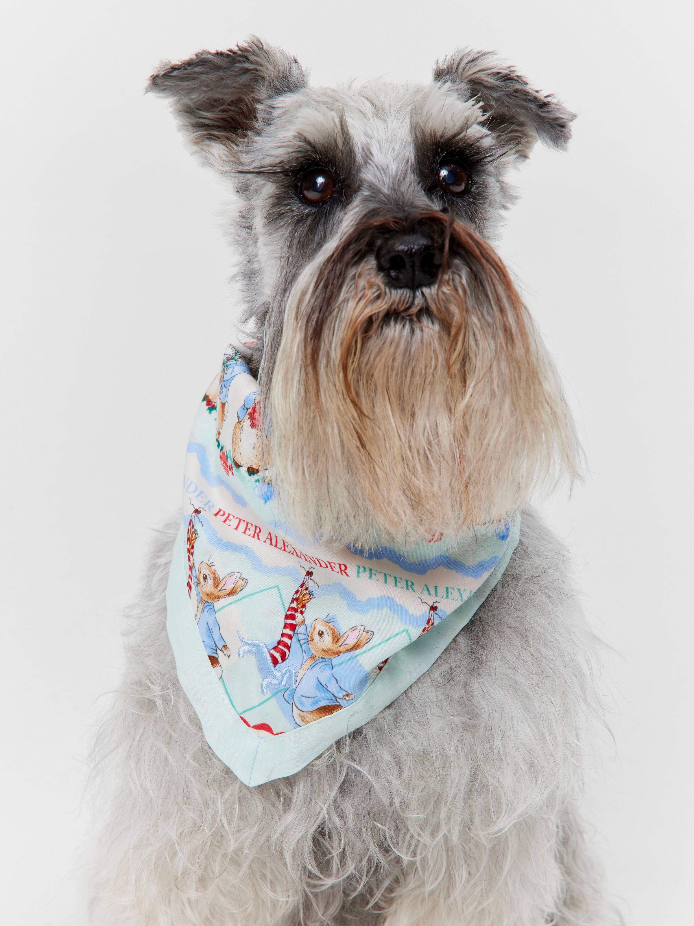 Peter Rabbit Christmas Dog Bandana